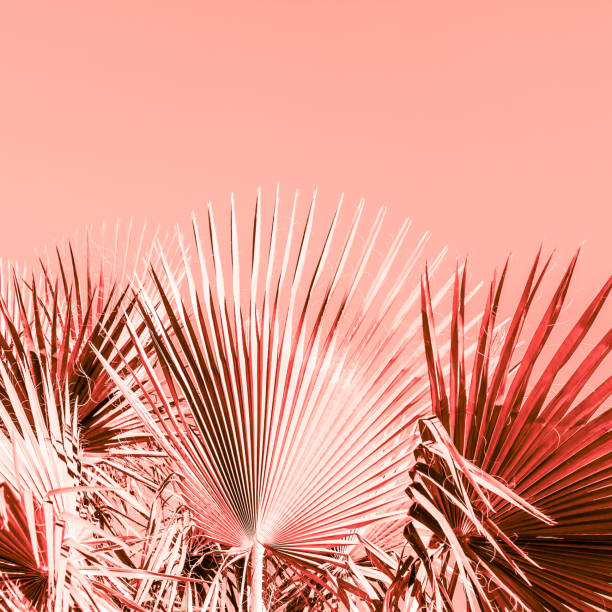 istock Branches of palm tree toned in living coral 1129816424