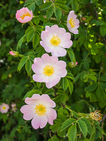 An image of some nice wild roses