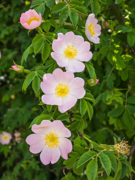 wild roses stock photo