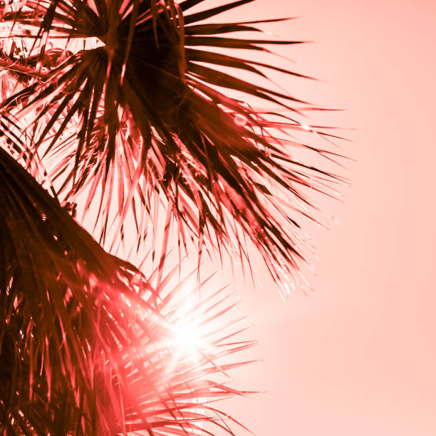 istock Branches of palm tree toned in living coral 1129816552
