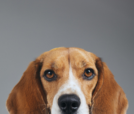 Half face studio portrait of a purebred Beagle dog. Pet animal is looking at camera with serious expression. Dog is against gray background. Horizontal studio photography from a DSLR camera. Sharp focus on eyes.