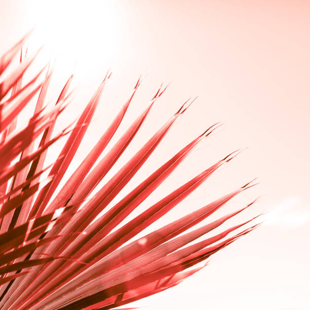 istock Branches of palm tree toned in living coral 1129818054