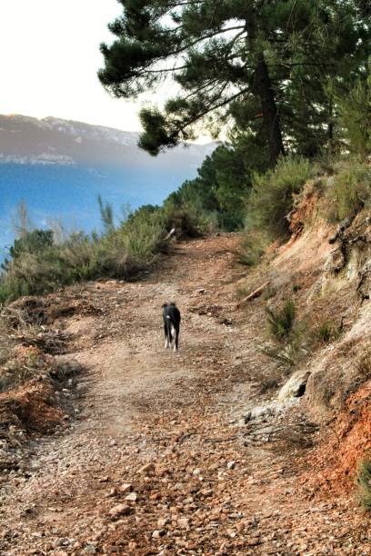 istock Mountain landscape and path between green vegetation in winter 1129818109