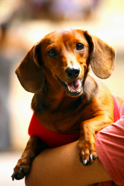 istock Red Cute SausageDog 1129818144