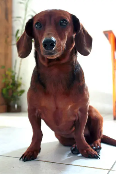 The image was made in a room in São Paulo, SP, Brazil - 27 January, 2019 with a red female Dachshund.