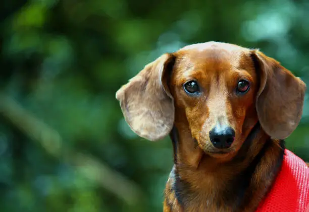 The image was made in a park in São Paulo, SP, Brazil - 27 January, 2019 with a red female Dachshund.