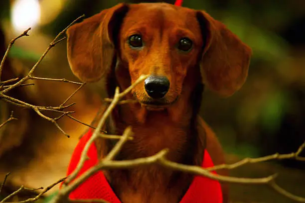 The image was made in a park in São Paulo, SP, Brazil - 27 January, 2019 with a red female Dachshund.