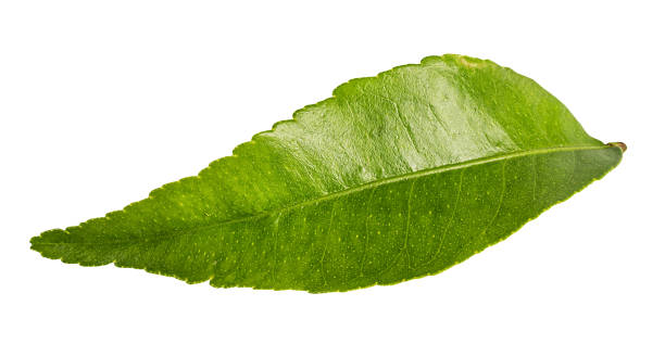 citrus leaf isolated on white background with clipping path - lime leaf imagens e fotografias de stock