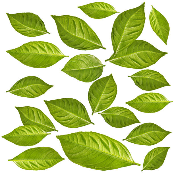 istock Citrus leaf isolated on white background with clipping path 1129818875