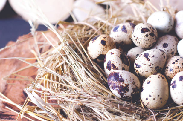 istock Many quail eggs close-up in a nest of straw. 1129820504