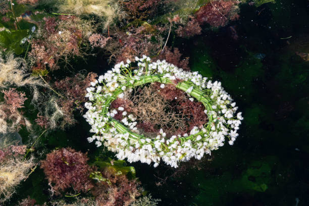 istock flower wreath floating on dark water 1129820580