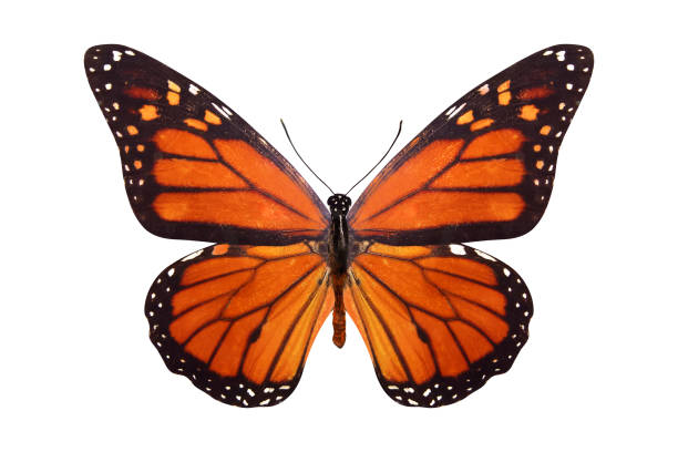 istock tropical butterfly Danaus plexippus. isolated on white background 1129822136