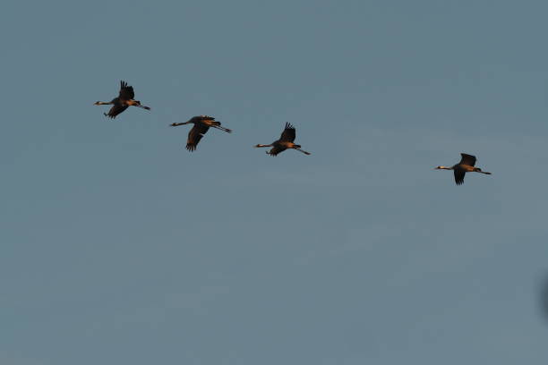 istock Four cranes in the blue evening sky 1129822914