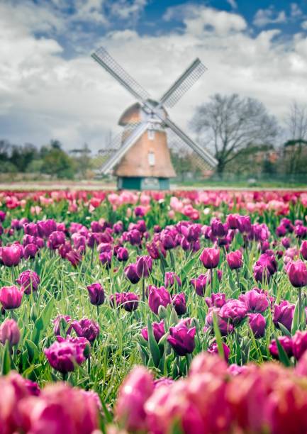 istock Windmill and purple tulips field 1129823356