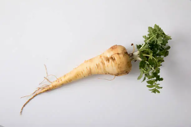 Parsnip. Fresh parsnip. Pasher with parsley against white background. A few fresh parsnips with parsley. Petrushevye grass. Fresh vegetable.