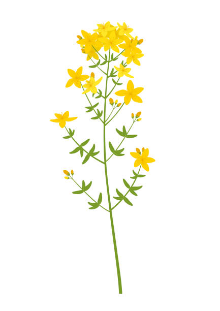 johanniskraut (hypericum perforatum) - hypericum stock-grafiken, -clipart, -cartoons und -symbole