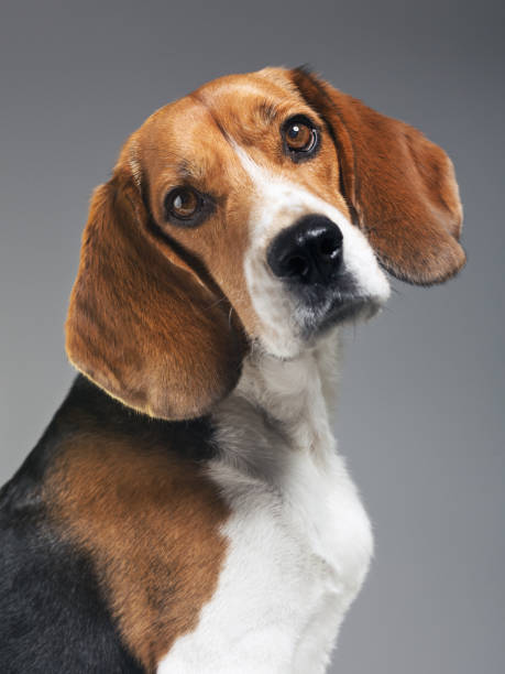 istock Studio portrait of Beagle dog against gray background 1129824284