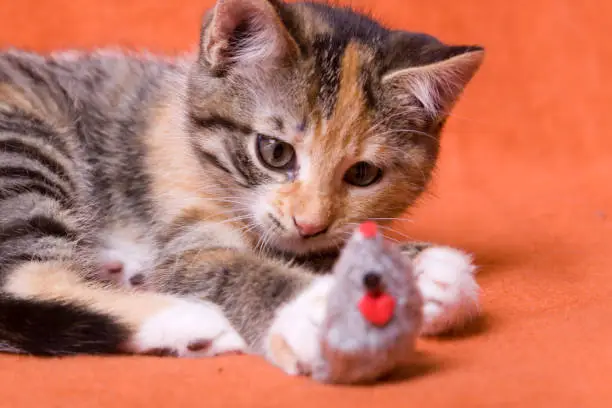 playful young cat plays with plush feast, close-up