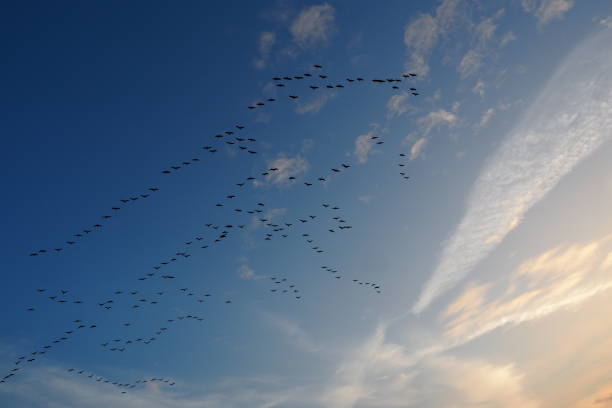 istock Sky full of cranes 1129824813