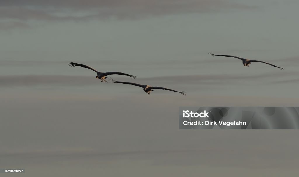 floating crane family Entry of the cranes Animal Stock Photo