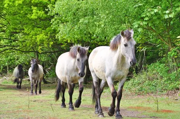 Photo of Konik Ponies