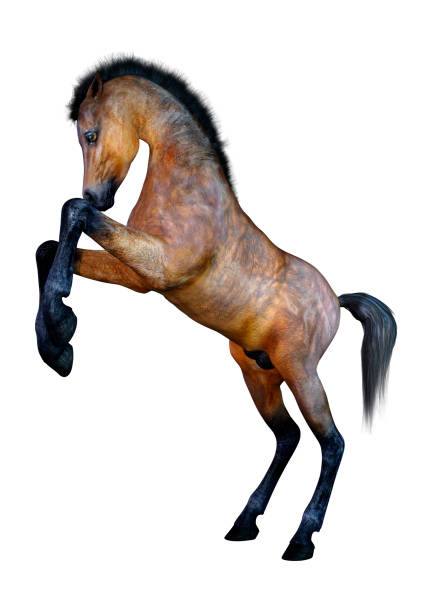 istock 3D illustration bay horse foal on white 1129825003