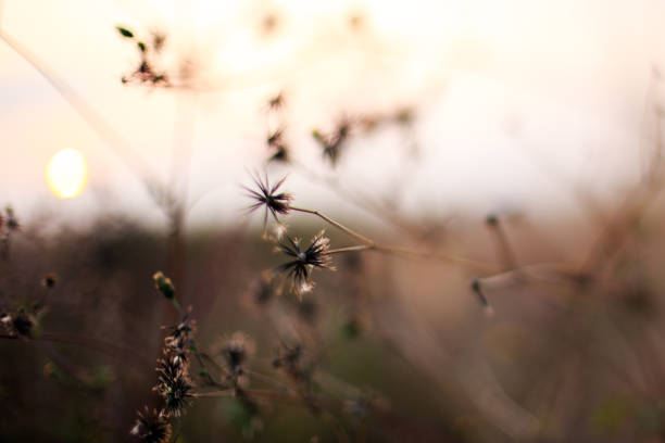 istock Landscape picture of autumn evening. 1129825614