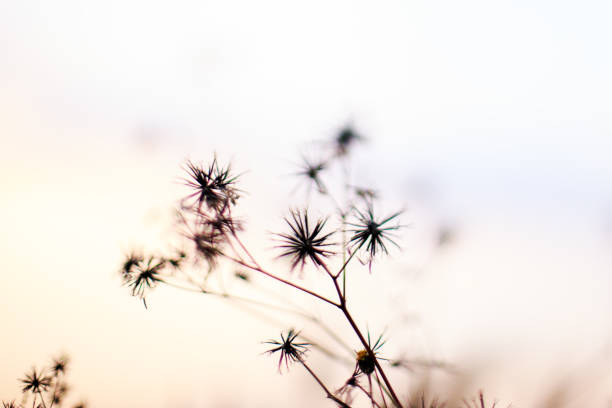 istock Landscape picture of autumn evening. 1129825616