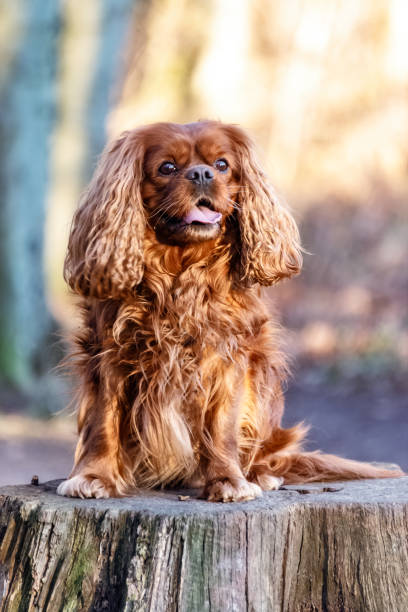 istock Cavalier King Charles Spaniel dog is having fun in the forest 1129826037