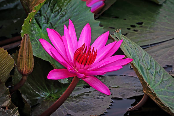 istock Purple Lotus Flower 1129827215