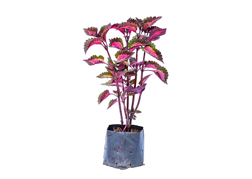 Coleus scutellarioides tree in bag on white background and clipping path
