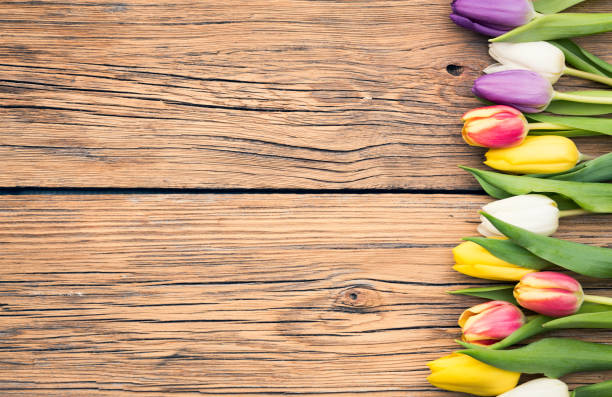 Fresh colorful tulips on a shabby wooden background for Mother's Day. Spring Easter Holiday Concept. Top view, copy space