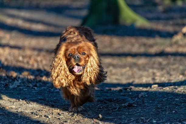 istock Cavalier King Charles Spaniel dog is having fun in the forest 1129830095