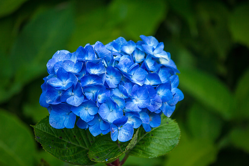 Hydrangea blue flower.