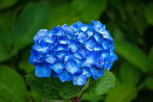 Hydrangea, a large blue bouquet, blooming in the garden Will be a small shrub