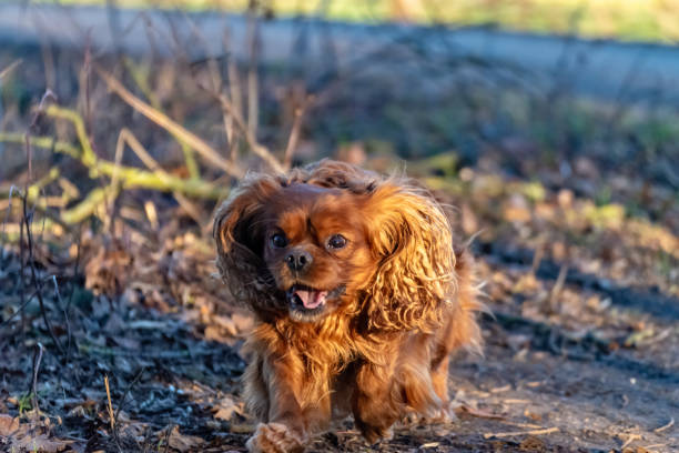istock Cavalier King Charles Spaniel dog is having fun in the forest 1129830891