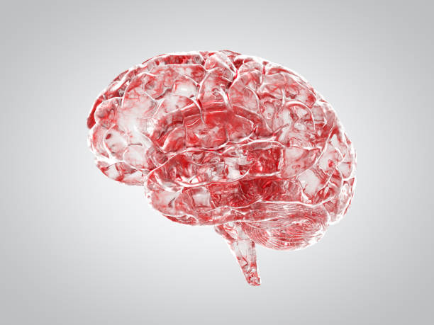 Brain with showing blood veins in clear crystal transparent material.  Side view.