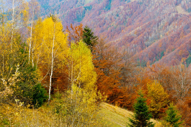 istock The mountain autumn landscape with colorful forest 1129831870