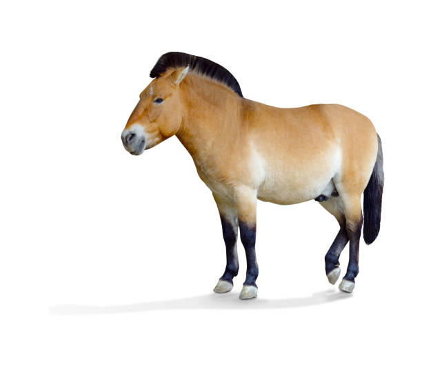 istock Przewalski's horse. 1129832610
