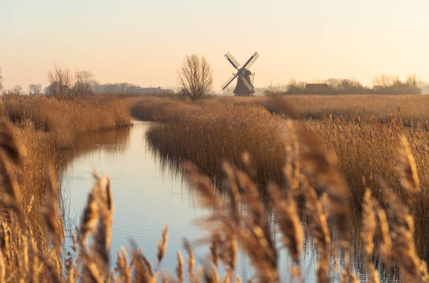 windmill and reed - polder windmill space landscape imagens e fotografias de stock