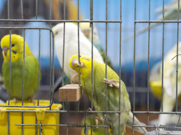 istock Close-up green-yellow colored lovebirds standing in cage. 1129832814