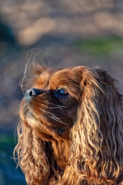 istock Cavalier King Charles Spaniel dog is having fun in the forest 1129832931