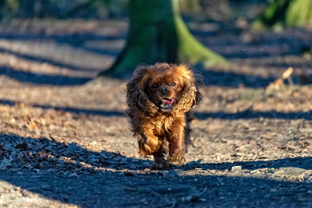istock Cavalier King Charles Spaniel dog is having fun in the forest 1129833359
