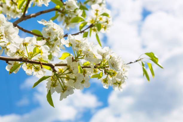 istock Spring blossom background. Japanese spring scenics Spring flowers Spring Background 1129833479