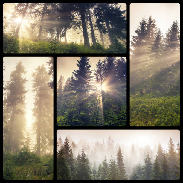 Creative collage of many nature photos. Beauty world.