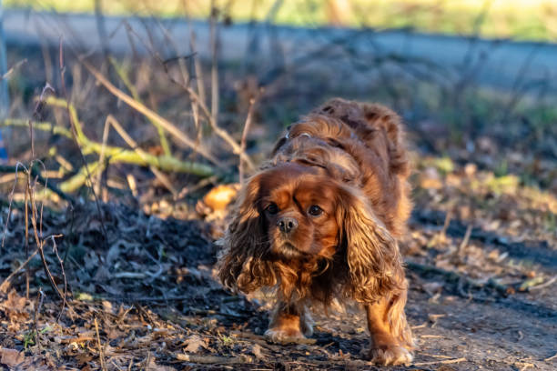 istock Cavalier King Charles Spaniel dog is having fun in the forest 1129833767