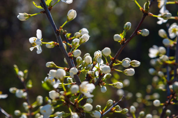 istock Spring blossoms tree. Natural background. Japanese spring scenics Spring flowers Spring Background 1129834425