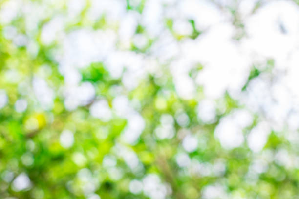 istock Green Natural Bokeo Background 1129834998