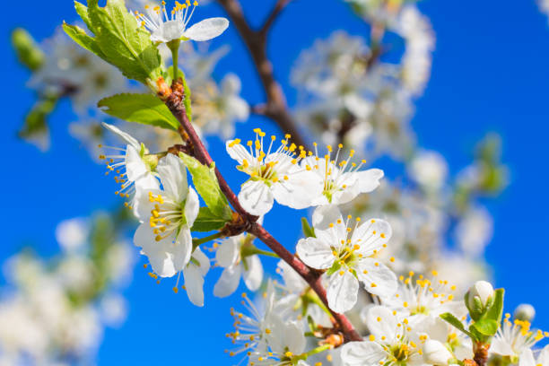 istock White oriental cherry in spring over clear blue sky 1129834999