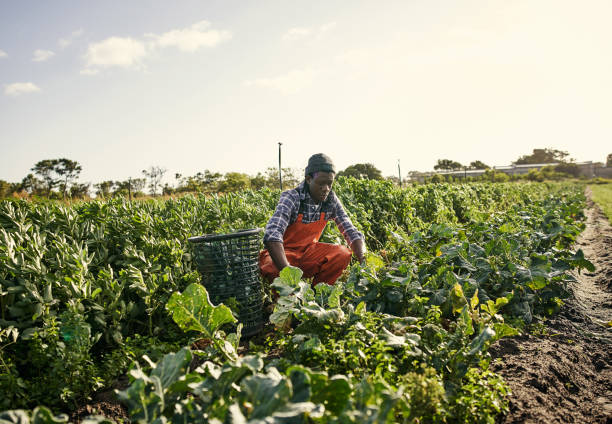 istock Care for the earth and she’ll care for you 1129836951